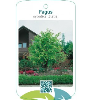 Fagus sylvatica ‘Zlatia’