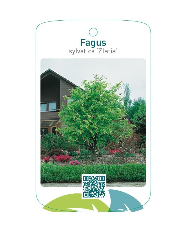 Fagus sylvatica ‘Zlatia’