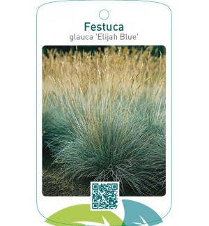 Festuca glauca ‘Elijah Blue’