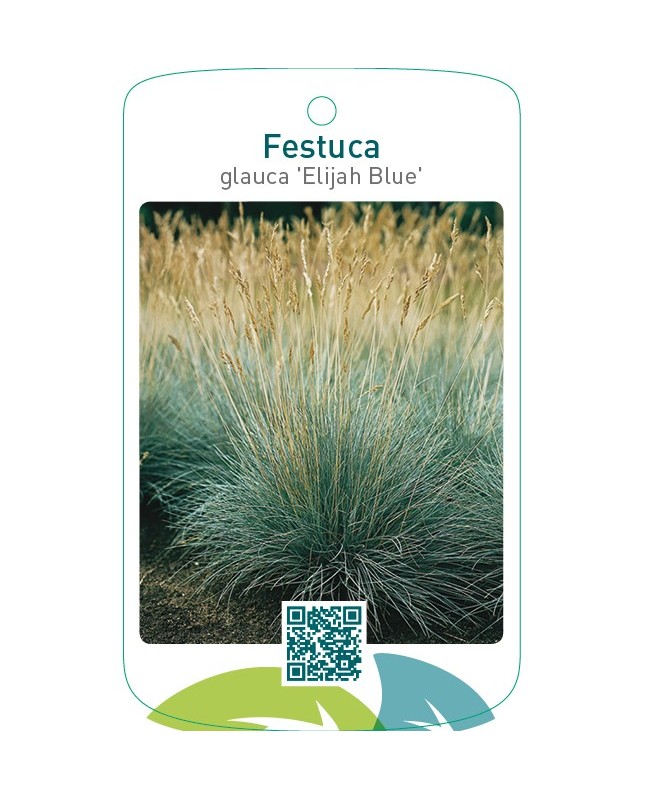 Festuca glauca ‘Elijah Blue’
