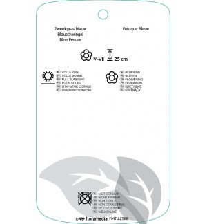 Etichette di Festuca glauca ‘Elijah Blue’ *