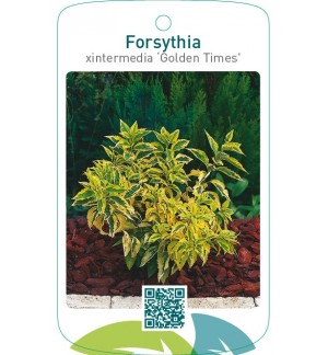 Forsythia xintermedia ‘Golden Times’