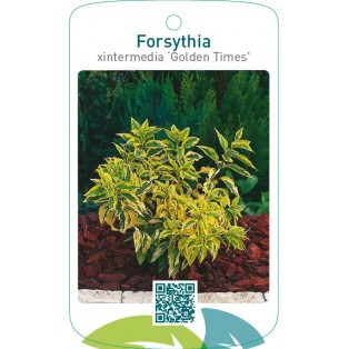 Forsythia xintermedia ‘Golden Times’