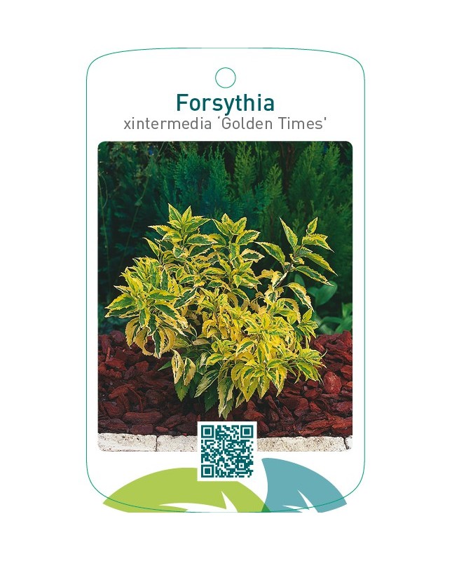 Forsythia xintermedia ‘Golden Times’