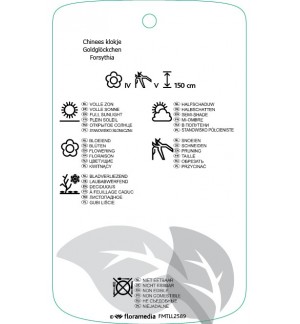 Etichette di Forsythia xintermedia ‘Goldin Times’ *