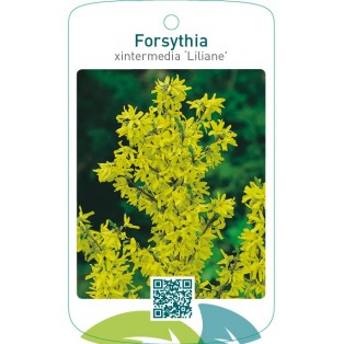 Forsythia xintermedia ‘Liliane’