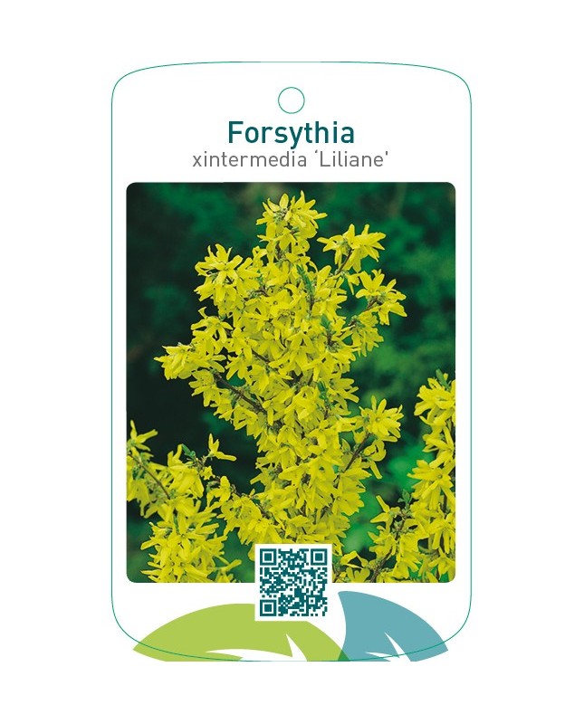 Forsythia xintermedia ‘Liliane’