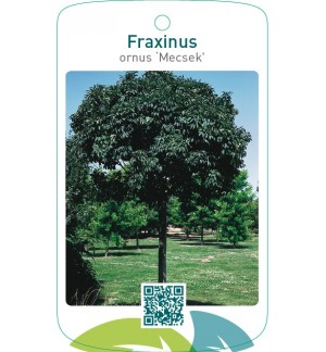 Fraxinus ornus ‘Mecsek’