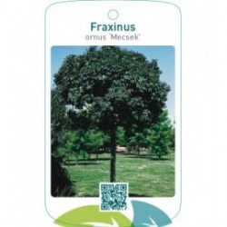 Fraxinus ornus ‘Mecsek’