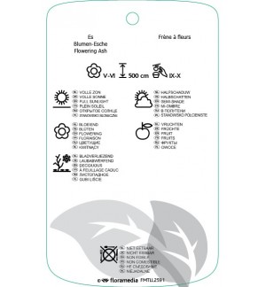 Etichette di Fraxinus ornus ‘Mecsek’ *