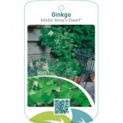 Ginkgo biloba ‘Anny`s Dwarf’