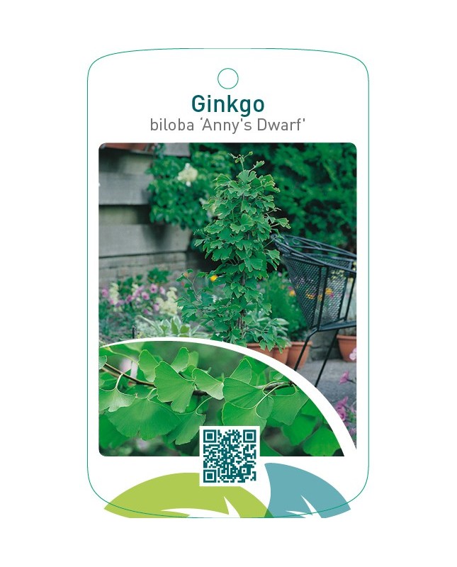 Ginkgo biloba ‘Anny`s Dwarf’
