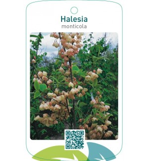 Halesia monticola