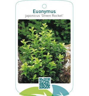 Euonymus japonicus ‘Green Rocket’