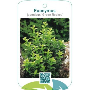 Euonymus japonicus ‘Green Rocket’
