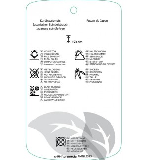 Etichette di Euonymus japonicus ‘Green Rocket’ *