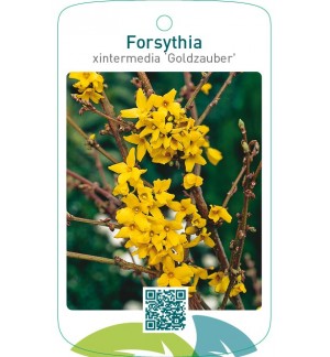 Forsythia xintermedia ‘Goldzauber’