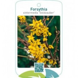 Forsythia xintermedia ‘Goldzauber’