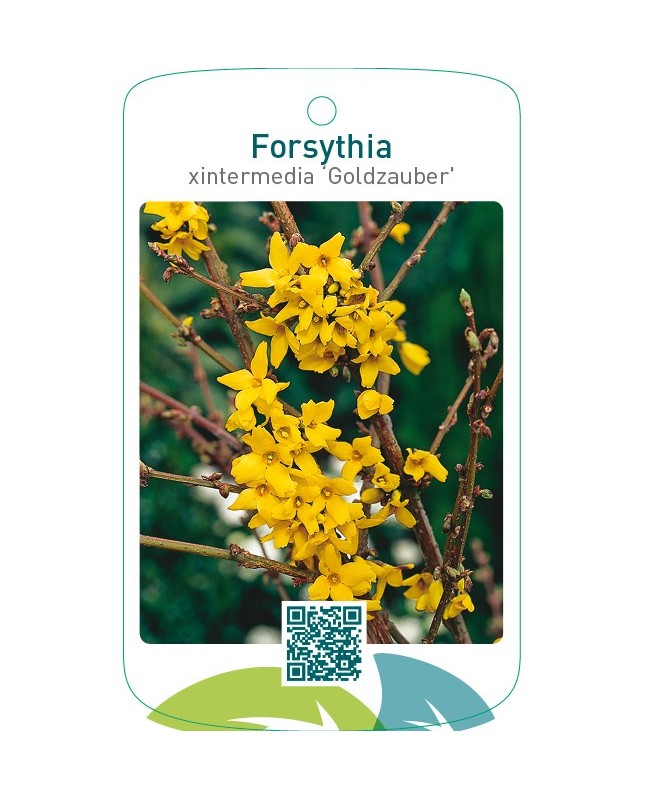 Forsythia xintermedia ‘Goldzauber’
