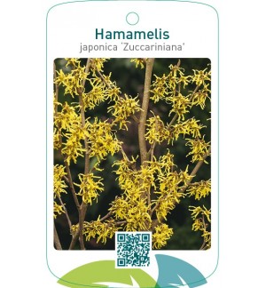 Hamamelis japonica ‘Zuccariniana’