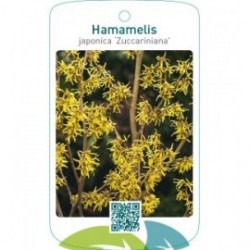 Hamamelis japonica ‘Zuccariniana’