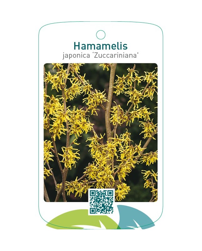 Hamamelis japonica ‘Zuccariniana’