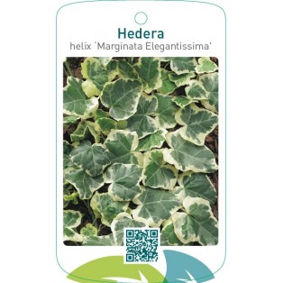 Hedera helix ‘Marginata Elegantissima’