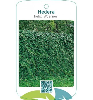 Hedera helix ‘Woerner’