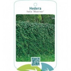 Hedera helix ‘Woerner’