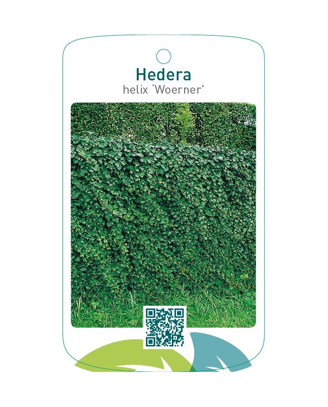 Hedera helix ‘Woerner’