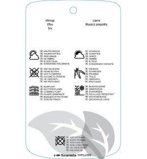 Etichette di Hedira helix ‘Woerner’ *