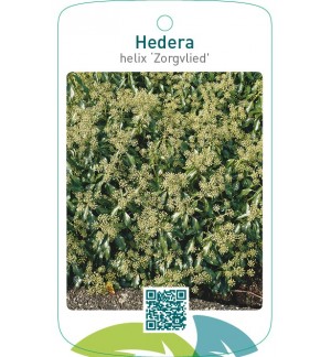 Hedera helix ‘Zorgvlied’