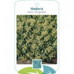 Hedera helix ‘Zorgvlied’