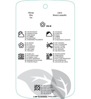 Etichette di Hedira helix ‘Zorgvlied’ *