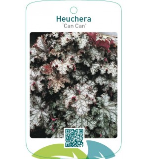 Heuchera ‘Can Can’