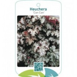 Heuchera ‘Can Can’
