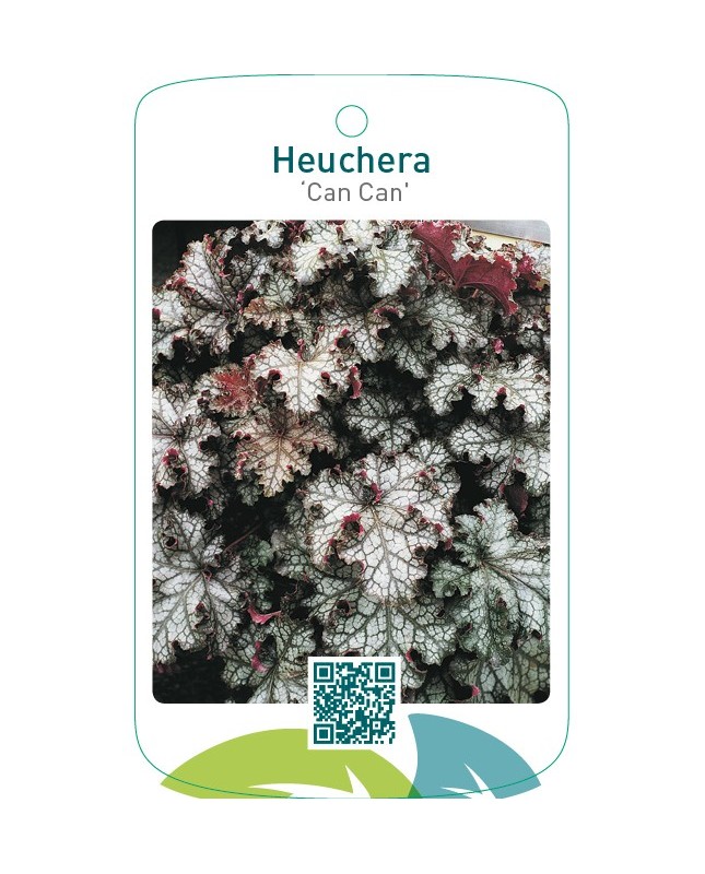 Heuchera ‘Can Can’