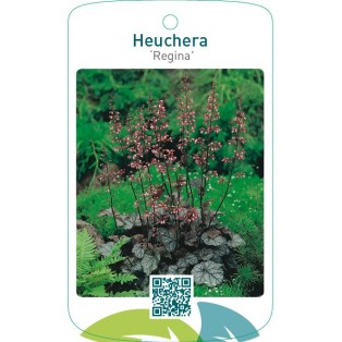 Heuchera ‘Regina’