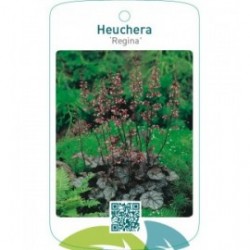 Heuchera ‘Regina’