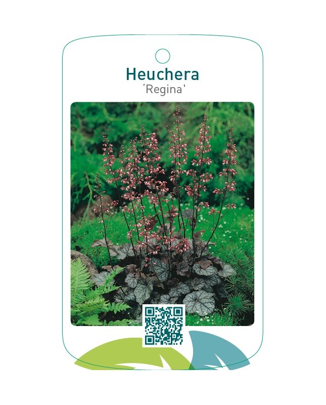 Heuchera ‘Regina’
