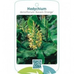 Hedychium densiflorum ‘Assam Orange’