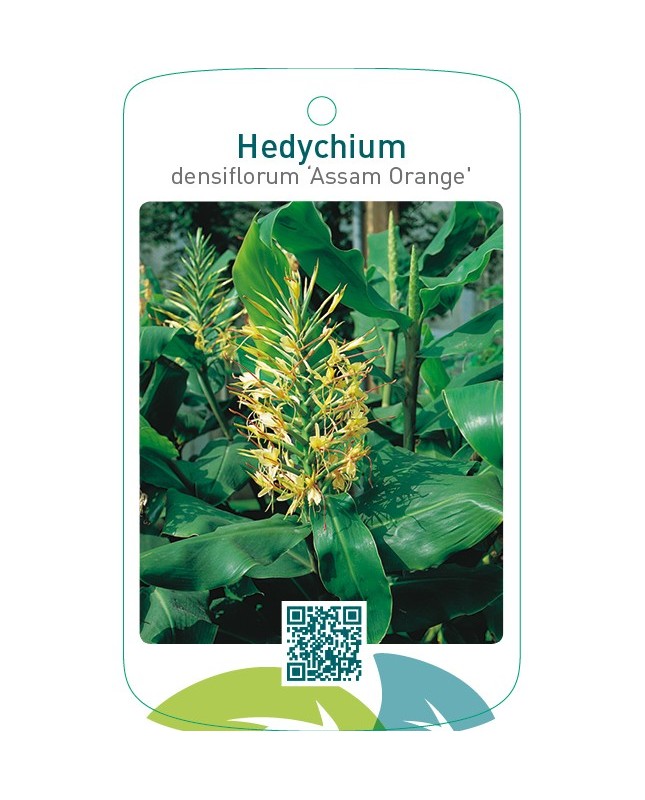 Hedychium densiflorum ‘Assam Orange’