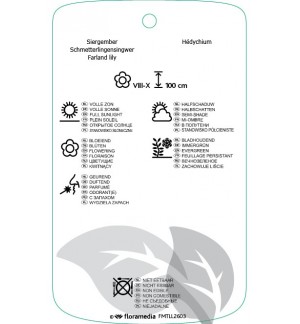 Etichette di Hedychium dinsiflorum ‘Assam Orange’ *
