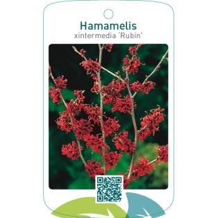 Hamamelis xintermedia ‘Rubin’