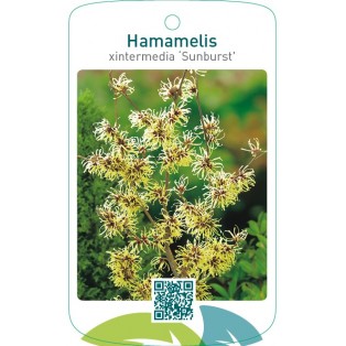 Hamamelis xintermedia ‘Sunburst’