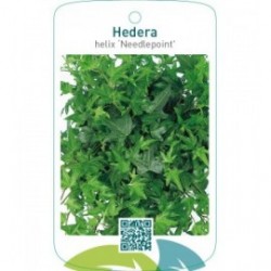 Hedera helix ‘Needlepoint’