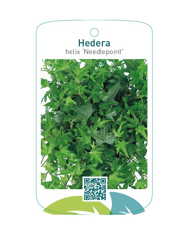 Hedera helix ‘Needlepoint’