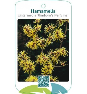 Hamamelis xintermedia ‘Gimborn`s Perfume’