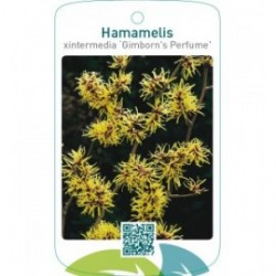 Hamamelis xintermedia ‘Gimborn`s Perfume’