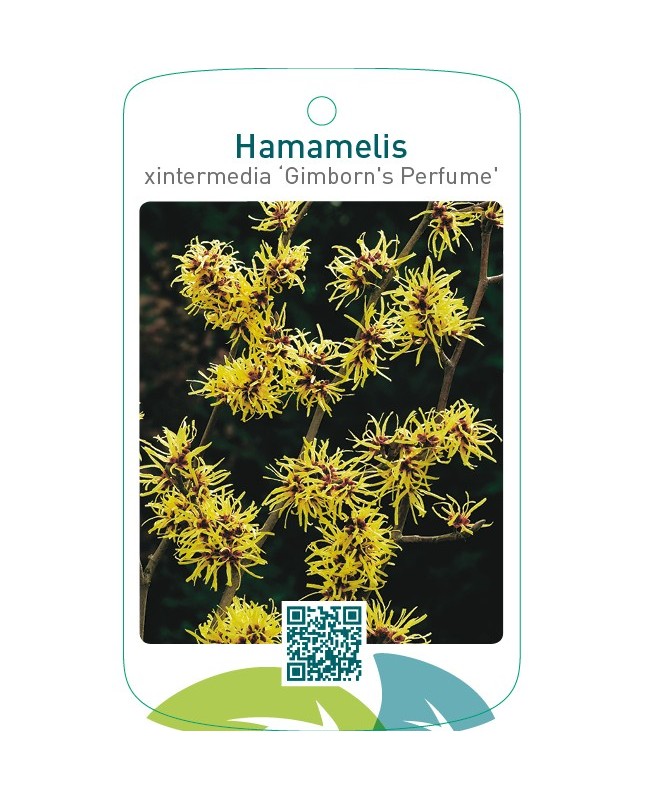Hamamelis xintermedia ‘Gimborn`s Perfume’